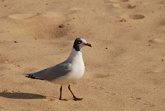 David Plant Photography - Wildlife Photography - Mediterranean gull - B